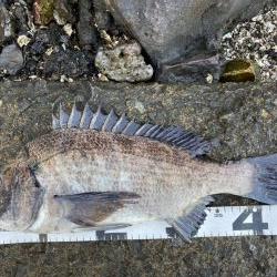 イチノ兄弟、釣果！