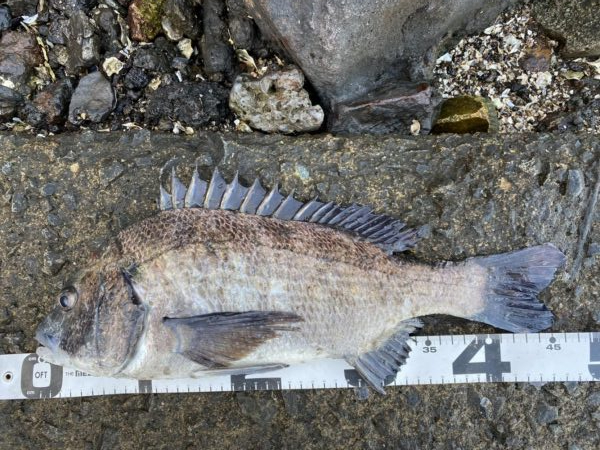 イチノ兄弟、釣果！