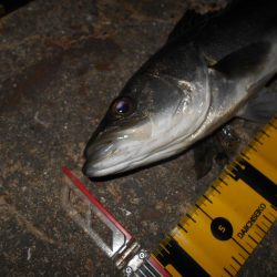 流れが緩くなった時が時合い？。