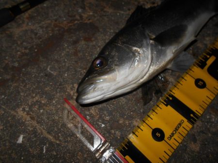 流れが緩くなった時が時合い？。