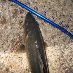 VJ-22ヘッド＋CA-02 アルカリシャッドの組み合わせでヒット。