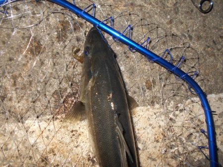 VJ-22ヘッド＋CA-02 アルカリシャッドの組み合わせでヒット。