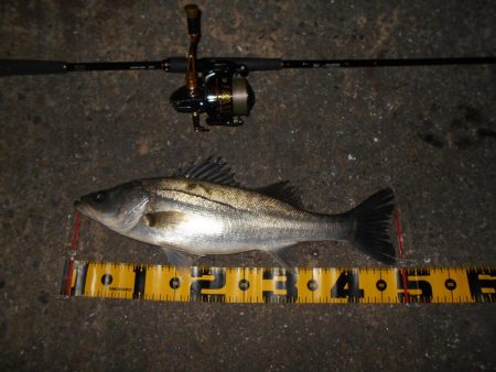 ベイトはイワシ。