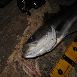 超ショートバイト…。