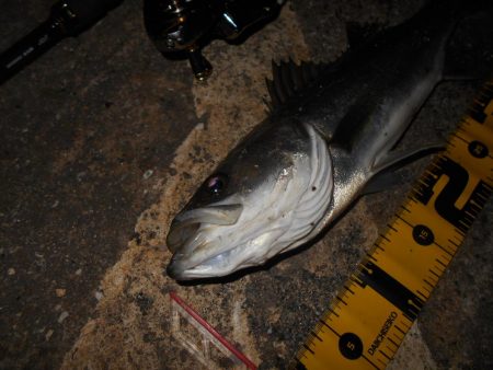 超ショートバイト…。