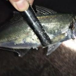 良型アジ！爆釣