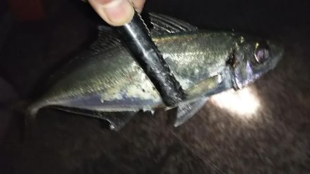 良型アジ！爆釣