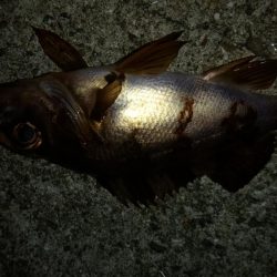 先週末に引き続き