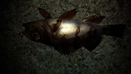 先週末に引き続き