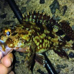 冬の根魚調査１３