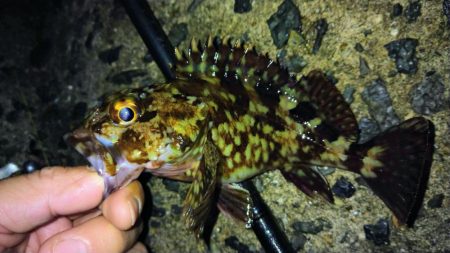 冬の根魚調査１３