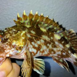 冬の根魚調査14