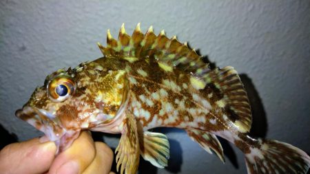 冬の根魚調査14