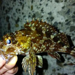 冬の根魚調査15