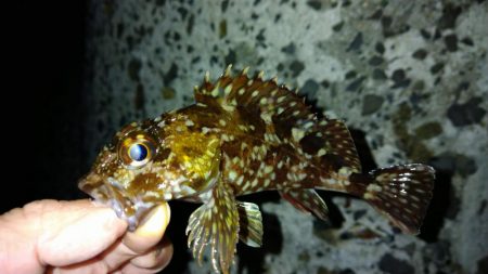 冬の根魚調査15