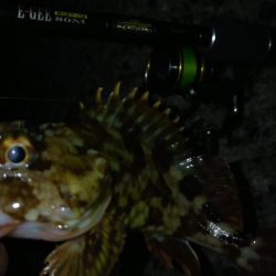 冬の根魚調査１６