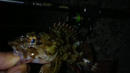 冬の根魚調査１６