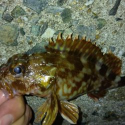 冬の根魚調査17