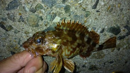 冬の根魚調査17