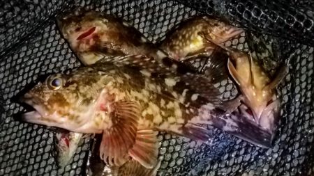 岸壁ボトムワインド