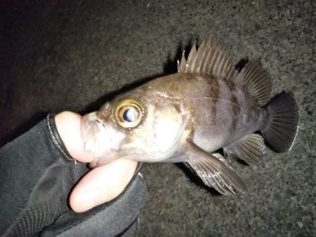 久しぶりのメバリング