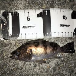 強風メバリング