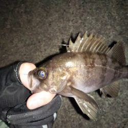 トゥィッチに好反応