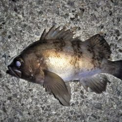 フロートリグのメバリング