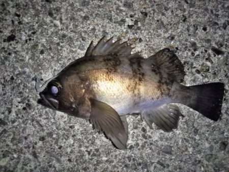 フロートリグのメバリング