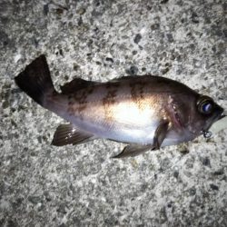 フロートリグでメバリング