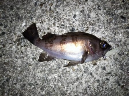 フロートリグでメバリング