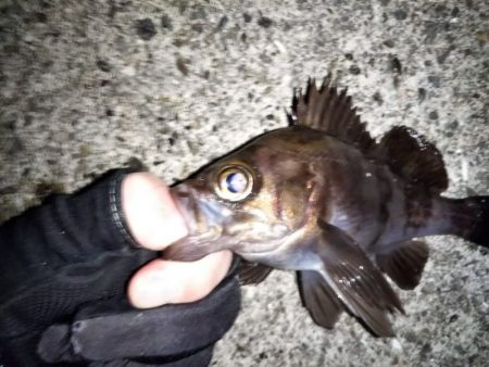 今日もフロートリグのメバリング