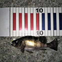 釣りは難しい・・・