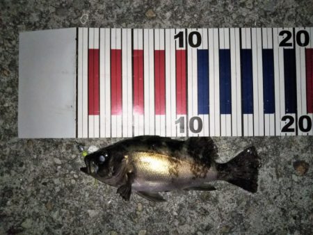 釣りは難しい・・・