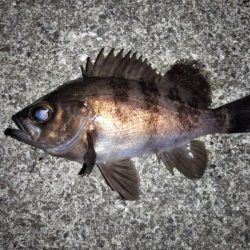 トップウォーターでメバル