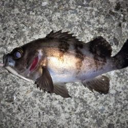 トップでメバルⅡ