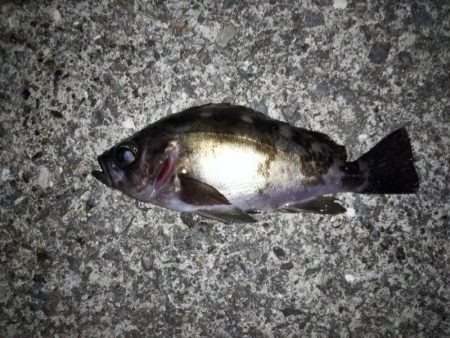 フロートリグでメバリング