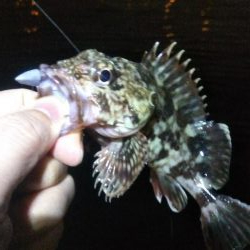 タケノコ1  ガシラ7