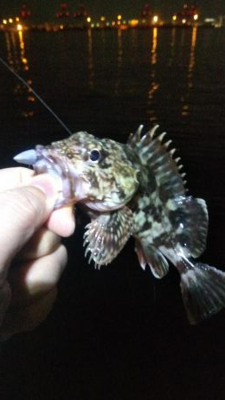 タケノコ1  ガシラ7