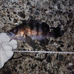 メバリング好調