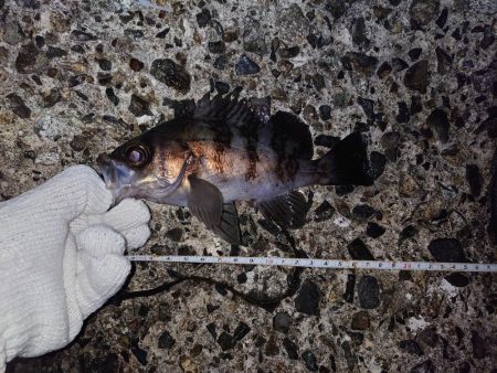 メバリング好調