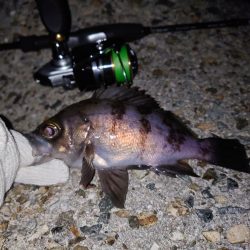 好条件下のメバリング