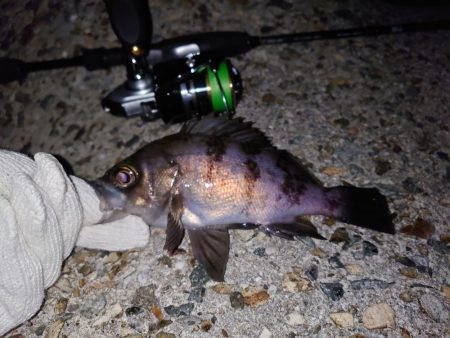 好条件下のメバリング