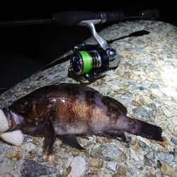 やっぱりメバル