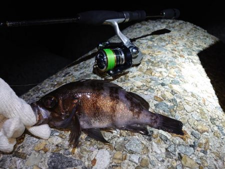 やっぱりメバル