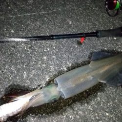 ライトエギングで良型ヤリイカ