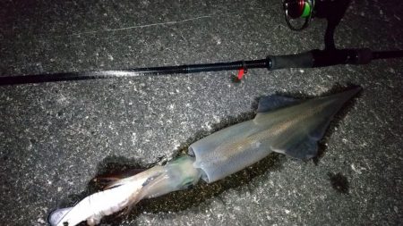 ライトエギングで良型ヤリイカ