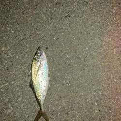 爆風の後貴重なアジ