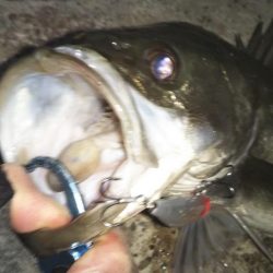 ぶらシーバス!!