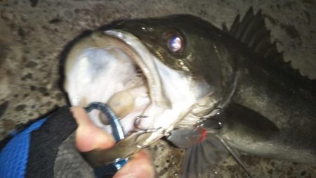 ぶらシーバス!!